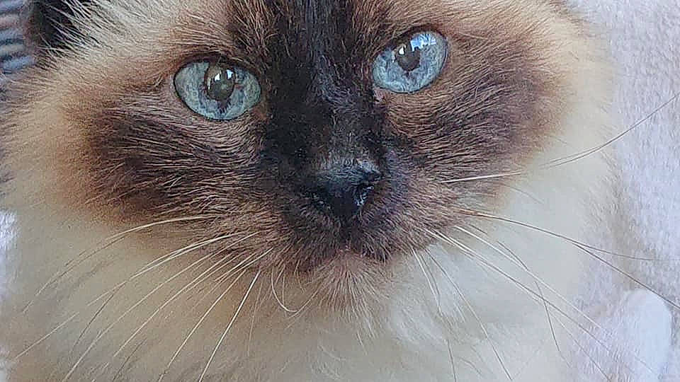 Darling participe au concours pour gagner de l'argent avec cette photo : balinese, birman, carnivore, cat, close_up, domestic_long_haired_cat, eye, felidae, fur, himalayan, iris, mammal, organ, ragdoll, siamese, small_to_medium_sized_cats, snout, thai, tonkinese, whiskers