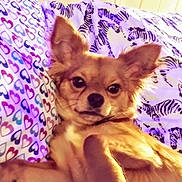 Chapo is registered to the contest to win money with this photo: dog, pet, bed, blanket, heart_pattern, zebra_pattern, cute, fluffy, relaxed, indoor, animal, fur, small_dog, paw, ears, lying_down, cozy, comfort, resting, canine