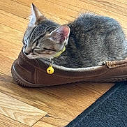 Reba is registered to the contest to win money with this photo: kitten, cat, sleeping, tabby, slipper, brown, collar, bell, wooden_floor, indoor, pet, cute, feline, resting, cozy, small, domestic_animal, fur, whiskers, young