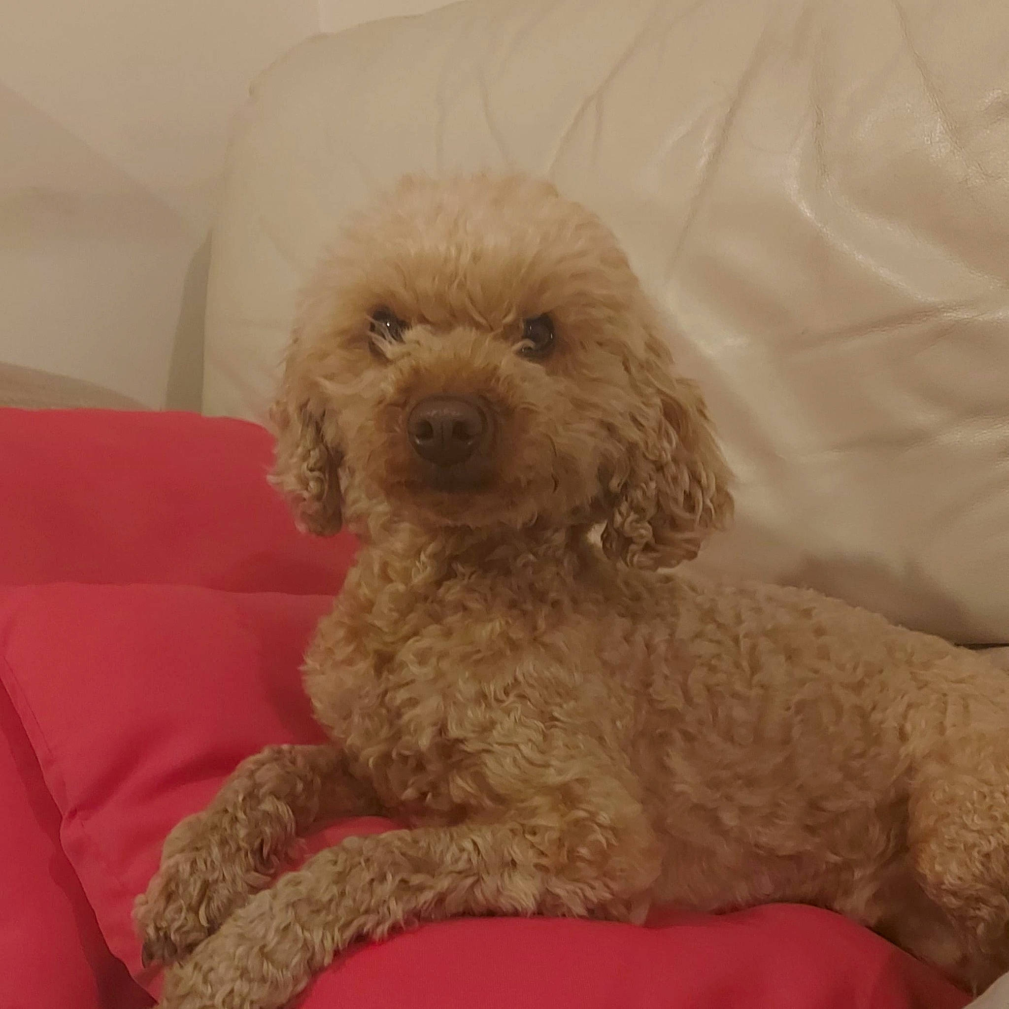 Noisette participe au concours pour gagner de l'argent avec cette photo : carnivore, comfort, companion_dog, dog, dog_breed, dog_supply, fawn, fur, labradoodle, liver, pet_supply, poodle, puppy_love, shih_poo, snout, sporting_group, terrier, toy_dog, water_dog, working_animal