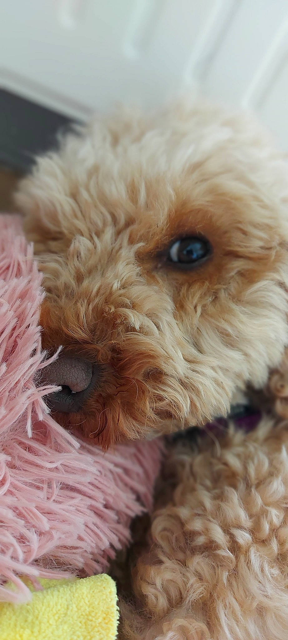 Noisette participe au concours pour gagner de l'argent avec cette photo : canidae, carnivore, companion_dog, dog, dog_breed, dog_supply, fawn, fur, liver, natural_material, pet_supply, poodle, snout, sporting_group, terrier, toy, toy_dog, vertebrate, water_dog, working_animal