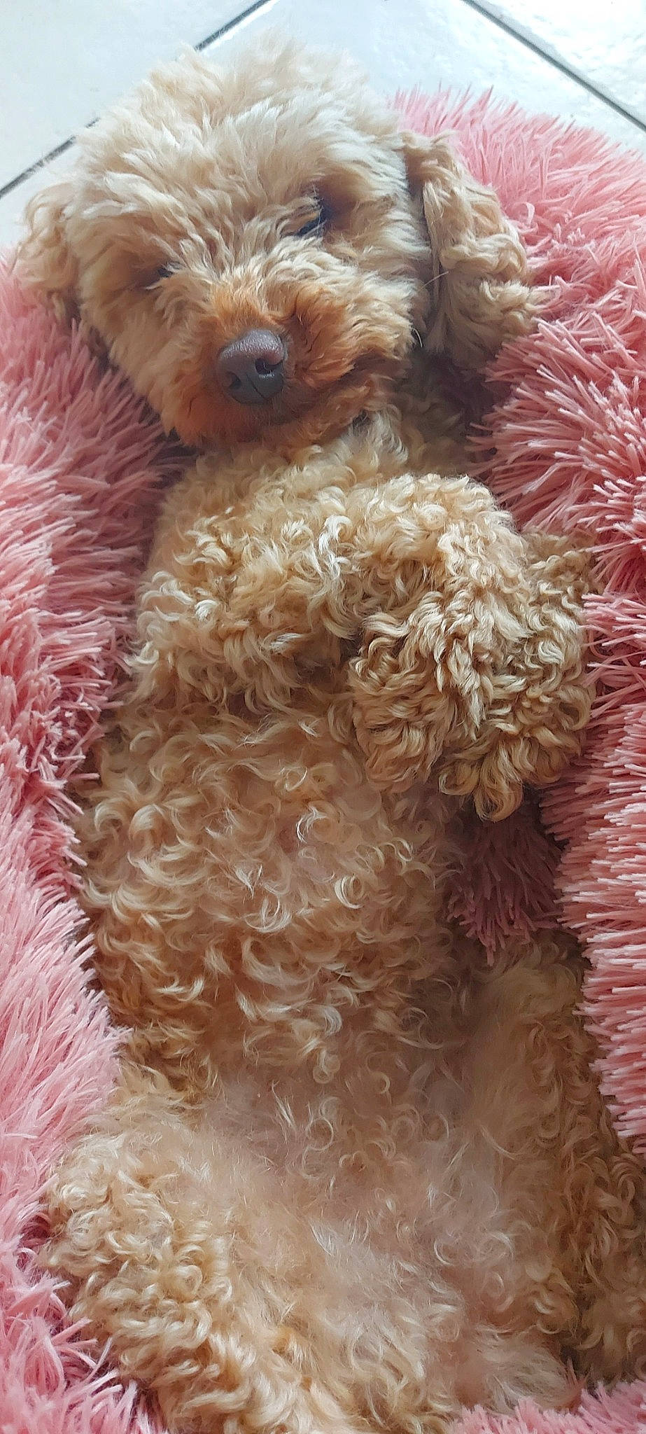 Noisette a rejoint le concours — aidez-le/la à gagner de superbes lots ! canidae, carnivore, companion_dog, dog, dog_breed, dog_supply, fawn, fur, liver, natural_material, poodle, snout, sporting_group, standard_poodle, terrestrial_animal, terrier, toy_dog, vertebrate, water_dog, working_animal