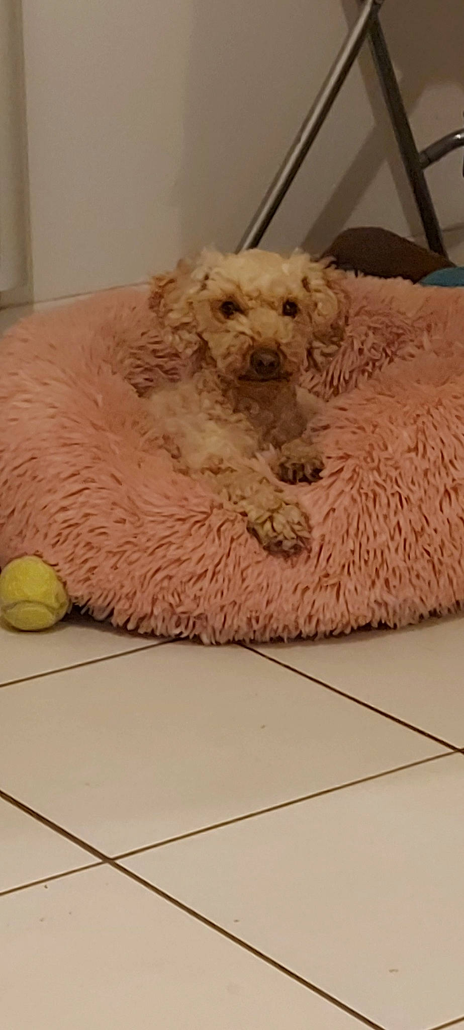 Noisette a rejoint le concours — aidez-le/la à gagner de superbes lots ! art, bed, carnivore, comfort, companion_dog, couch, dog, dog_breed, dog_supply, fawn, felidae, flooring, linens, pet_supply, sporting_group, stuffed_toy, toy, toy_dog, wood, working_animal