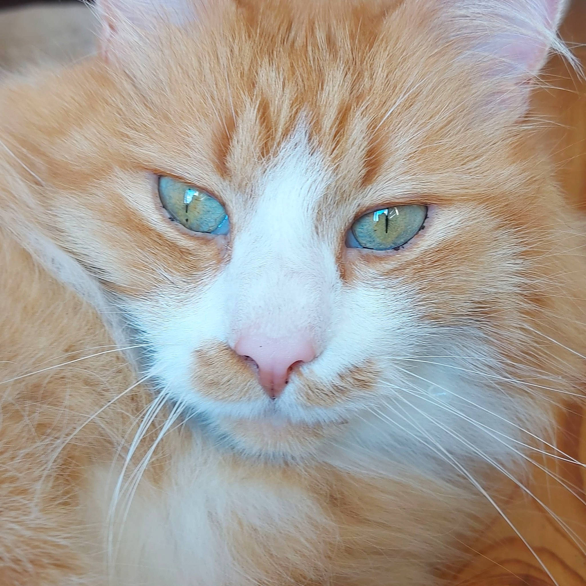 Mimine participe au concours pour gagner de l'argent avec cette photo : carnivore, cat, close_up, curious, domestic_short_haired_cat, ear, eye, fawn, felidae, fur, hair, head, human_body, iris, natural_material, small_to_medium_sized_cats, snout, tail, terrestrial_animal, whiskers