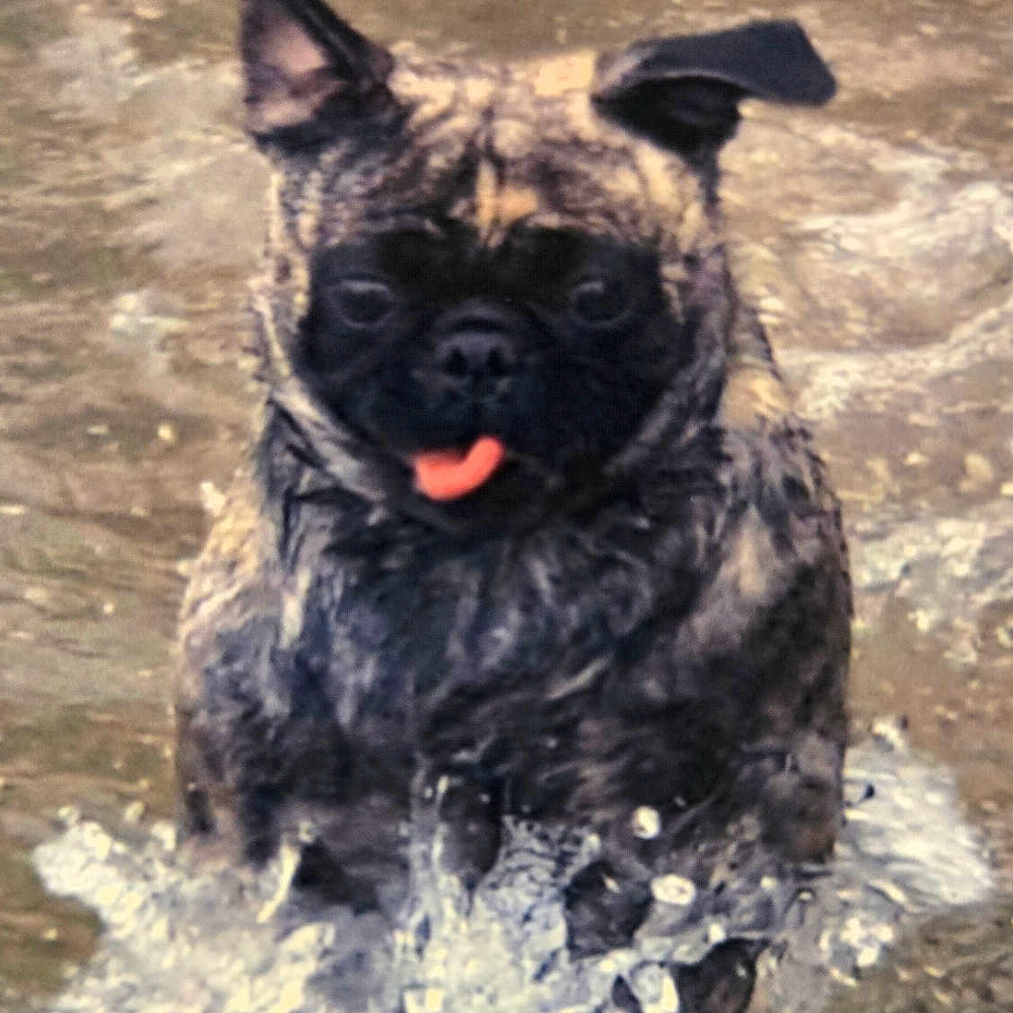 Google joined the competition — help win amazing prizes! dog, water, splash, playful, tongue, animal, pet, outdoor, fun, wet, nature, mammal, canine, energetic, excited, closeup, fur, ears, running, summer