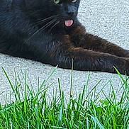 Bob is registered to the contest to win money with this photo: black_cat, cat, tongue_out, grass, concrete, outdoor, stone_wall, relaxed, pet, animal, feline, nature, greenery, resting, close_up, daylight, wildlife, cute, mammal, tongue