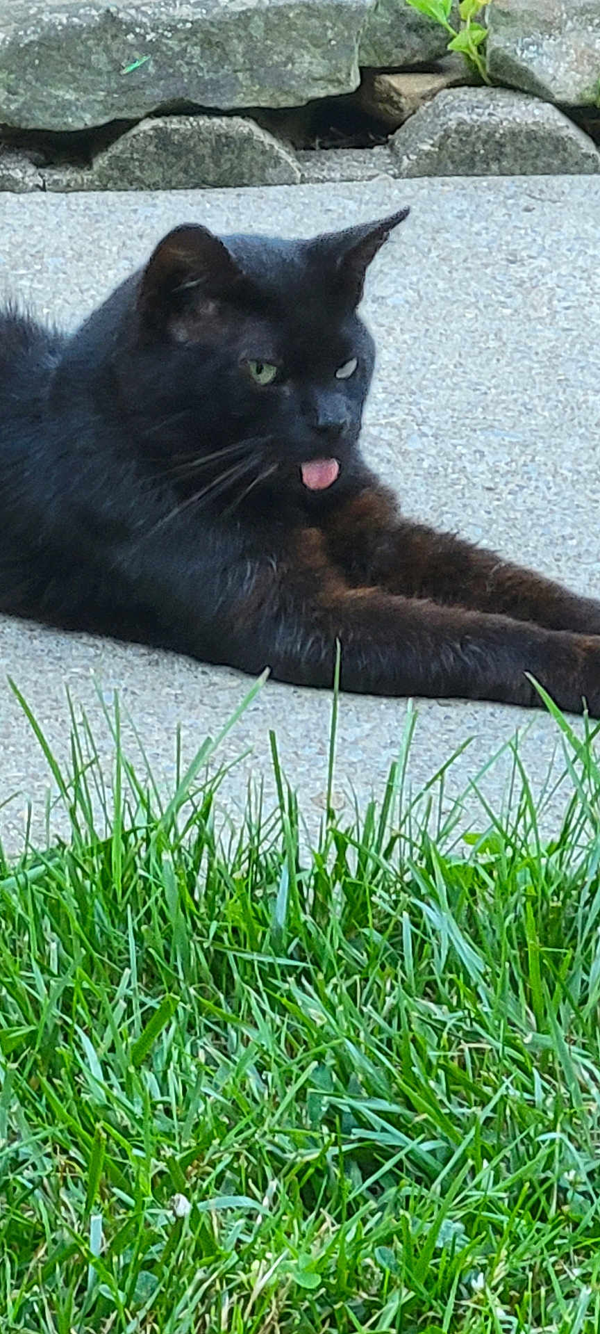 Bob is registered to the contest to win money with this photo: black_cat, cat, tongue_out, grass, concrete, outdoor, stone_wall, relaxed, pet, animal, feline, nature, greenery, resting, close_up, daylight, wildlife, cute, mammal, tongue