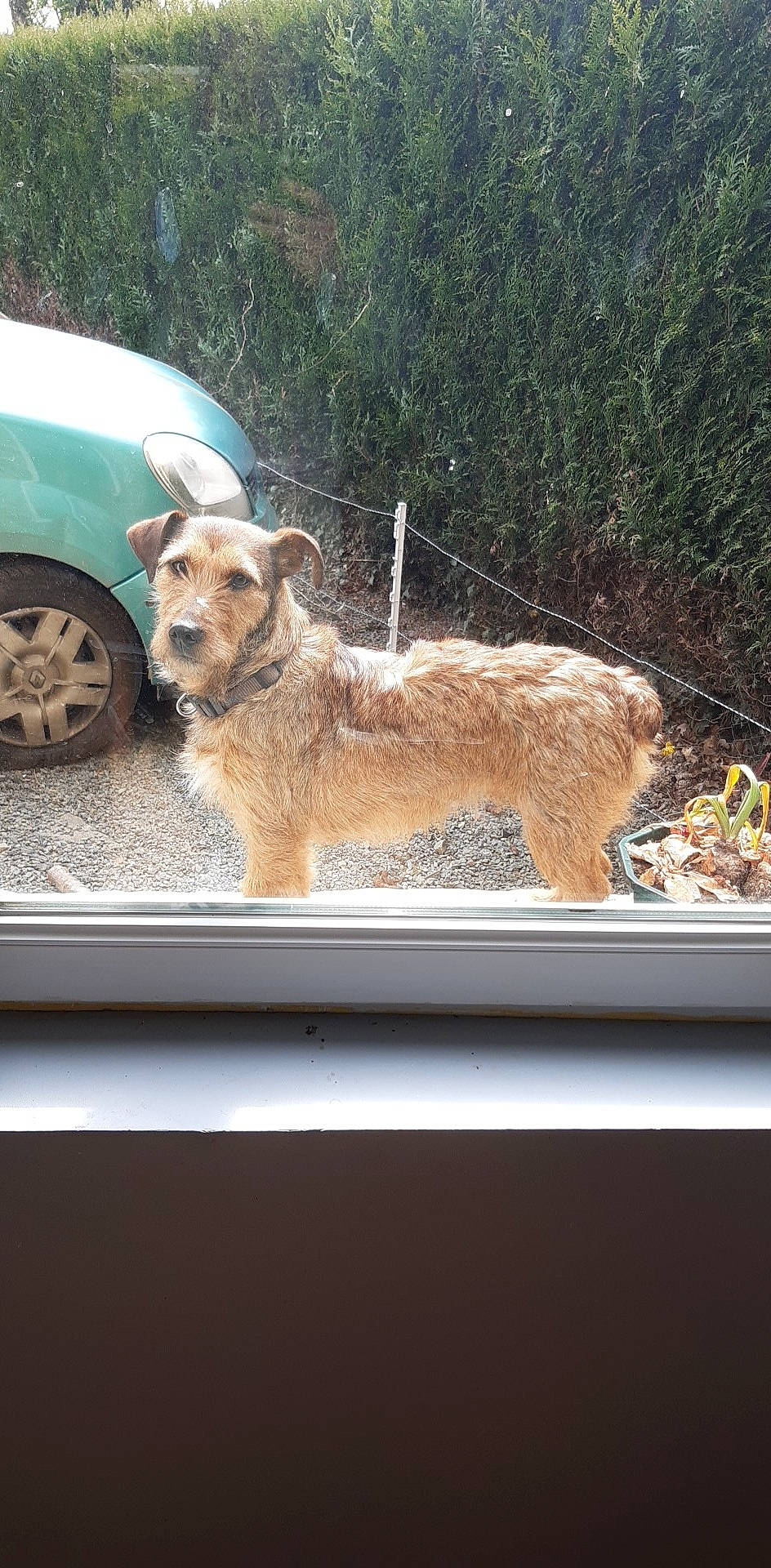 Nini participe au concours pour gagner de l'argent avec cette photo : basque_shepherd_dog, canidae, carnivore, companion_dog, dog, dog_breed, dutch_smoushond, fawn, glen_of_imaal_terrier, irish_soft_coated_wheaten_terrier, mammal, norfolk_terrier, sporting_group, street_dog, terrier, vertebrate