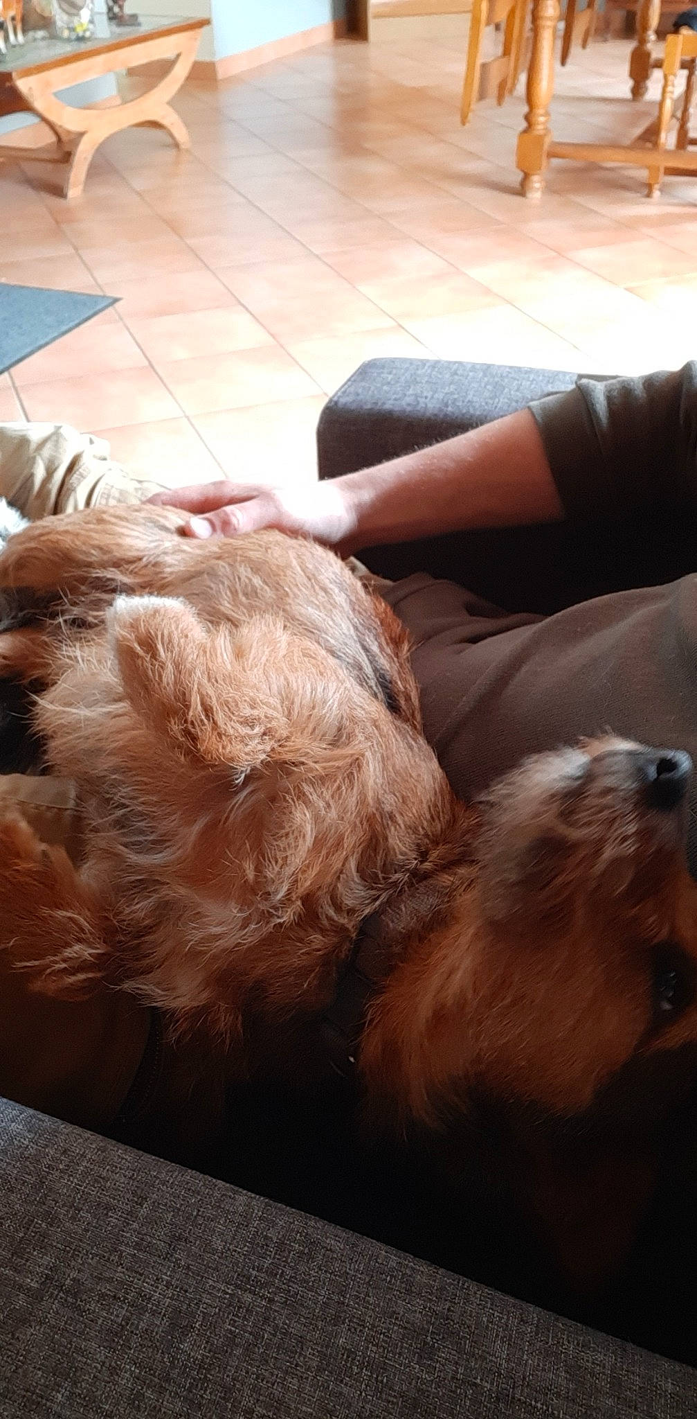 Nini a rejoint le concours — aidez-le/la à gagner de superbes lots ! australian_silky_terrier, canidae, carnivore, companion_dog, dog, dog_breed, glen_of_imaal_terrier, lhasa_apso, morkie, norfolk_terrier, puppy, puppy_love, shih_tzu, small_terrier, terrier, tibetan_terrier, toy_dog, yorkshire_terrier