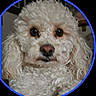 Ozzy is registered to the contest to win money with this photo: dog, close_up, curly_hair, fluffy, pet, animal, portrait, face, ears, black_background, blue_border, cute, domestic_animal, furry, mammal, nose, whiskers, indoor, soft_texture, companion