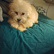 Ozzy joined the competition — help win amazing prizes! animal, bed, blanket, canine, chew_toy, comfort, cozy, cute, dog, domestic_animal, fluffy, fur, furniture, home, indoor, laying_down, pet, puppy, resting, toy