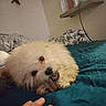 Ozzy joined the competition — help win amazing prizes! animal, bed, bedroom, blanket, canine, cozy, cute, dog, domestic_animal, fluffy, fur, furniture, hand, indoor, pet, playing, resting, shelf, toy, treat