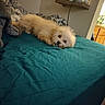 Ozzy is registered to the contest to win money with this photo: bed, blanket, canine, comfort, cozy, dog, domestic, fluffy, fur, furniture, household, indoor, laying, pet, relaxing, resting, room, sleepy, teal, white