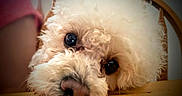 Ozzy joined the competition — help win amazing prizes! dog, fluffy, white_fur, curly_fur, close_up, table, resting, cute, pet, animal, indoors, portrait, face, eyes, nose, wood, blurred_background, soft_light, calm, adorable