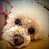 dog, fluffy, white_fur, curly_fur, close_up, table, resting, cute, pet, animal, indoors, portrait, face, eyes, nose, wood, blurred_background, soft_light, calm, adorable