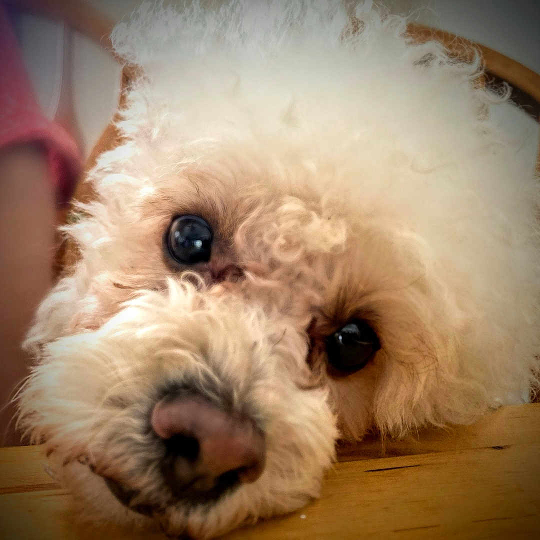 Ozzy joined the competition — help win amazing prizes! dog, fluffy, white_fur, curly_fur, close_up, table, resting, cute, pet, animal, indoors, portrait, face, eyes, nose, wood, blurred_background, soft_light, calm, adorable