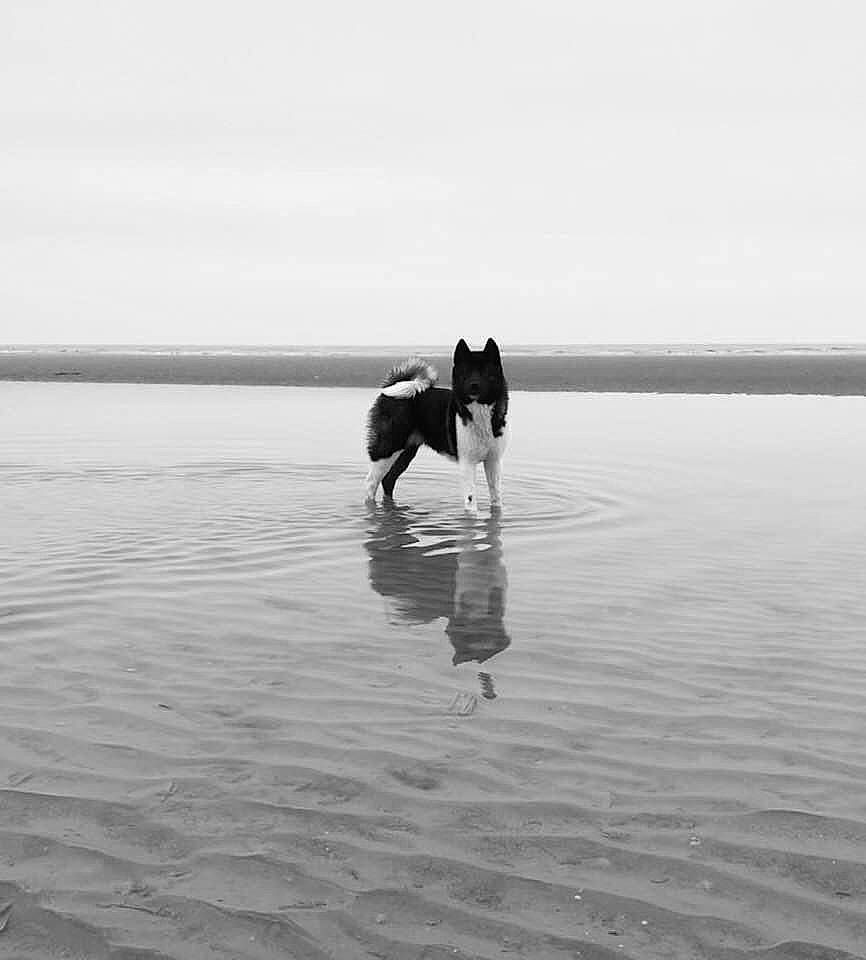 Kiara participe au concours pour gagner de l'argent avec cette photo : atmospheric_phenomenon, beach, black, black_and_white, calm, canidae, coast, horse, monochrome, monochrome_photography, ocean, photography, reflection, sea, shore, sky, sporting_group, vacation, water, white