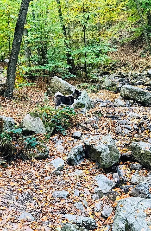 Kiara participe au concours pour gagner de l'argent avec cette photo : bedrock, forest, landscape, leaf, nature_reserve, outcrop, plant, rock, soil, state_park, stone_wall, tree, woodland