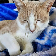 Sherbert joined the competition — help win amazing prizes! animal, blanket, cat, closeup, comfort, cozy, cute, domestic_cat, ears, feline, fur, indoor, nap, peaceful, pet, relaxed, resting, sleeping, soft, whiskers