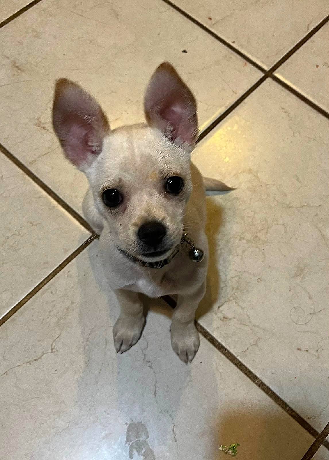 Tilin joined the competition — help win amazing prizes! canidae, carnivore, chihuahua, companion_dog, dog, dog_breed, dog_supply, ear, eye, fawn, floor, flooring, head, human_body, pet_supply, tail, tile_flooring, toy_dog, whiskers, working_animal