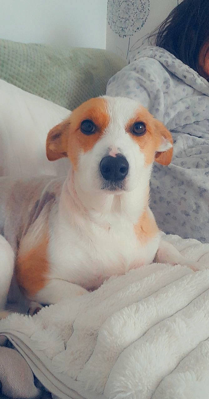 Missy Moo joined the competition — help win amazing prizes! canidae, carnivore, collar, companion_dog, dog, dog_breed, dog_collar, dog_supply, ear, fawn, fur, non_sporting_group, paw, pet_supply, snout, sporting_group, toy_dog, whiskers, working_animal