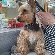 Thago a rejoint le concours — aidez-le/la à gagner de superbes lots ! background, clothing, collar, container, curtain, dog, fur, hand, household_items, indoor, lap, person, pet, sitting, small_dog, smartphone, striped_shirt, table, window, yorkshire_terrier