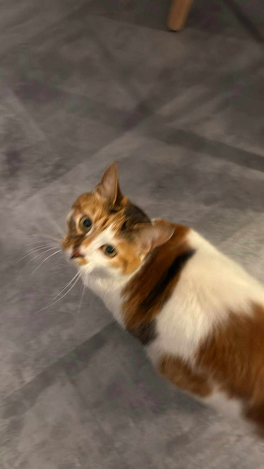 Cannelle participe au concours pour gagner de l'argent avec cette photo : cat, calico, pet, animal, fur, whiskers, ears, floor, tile, indoor, looking_up, curious, domestic_cat, mammal, feline, blur, movement, closeup, companion, cute