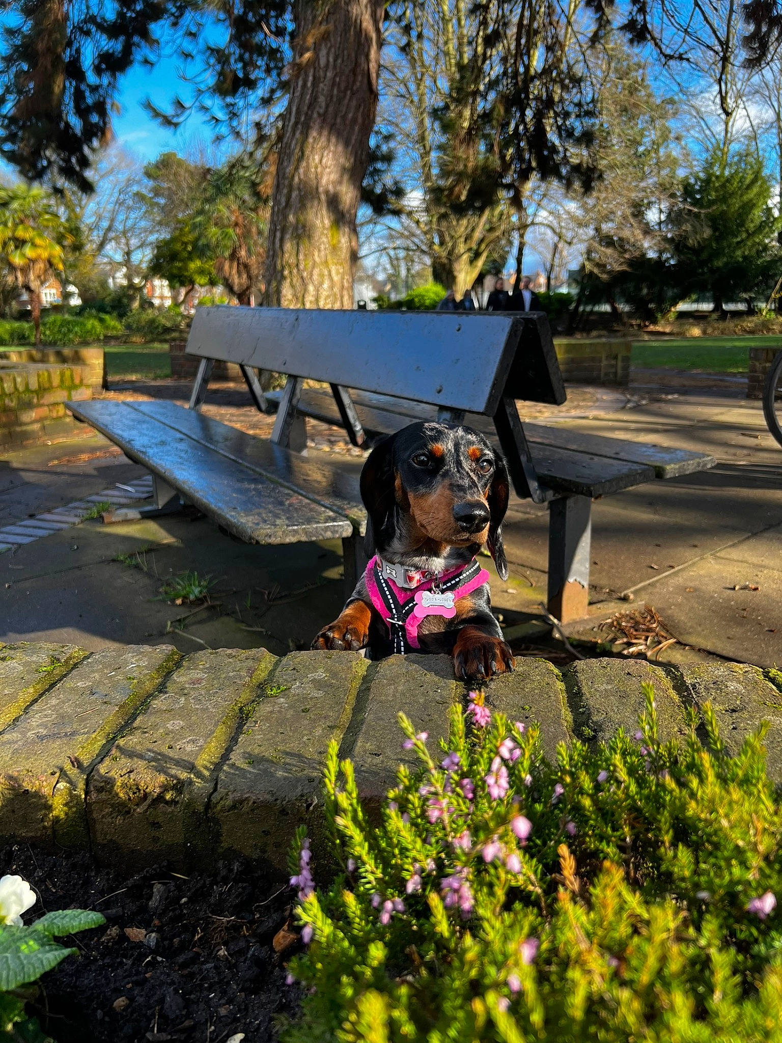 Nana joined the competition — help win amazing prizes! bench, botany, carnivore, dog, fawn, flower, grass, landscape, lawn, leisure, morning, outdoor_bench, outdoor_furniture, plant, shade, sky, sunlight, table, tints_and_shades, tree