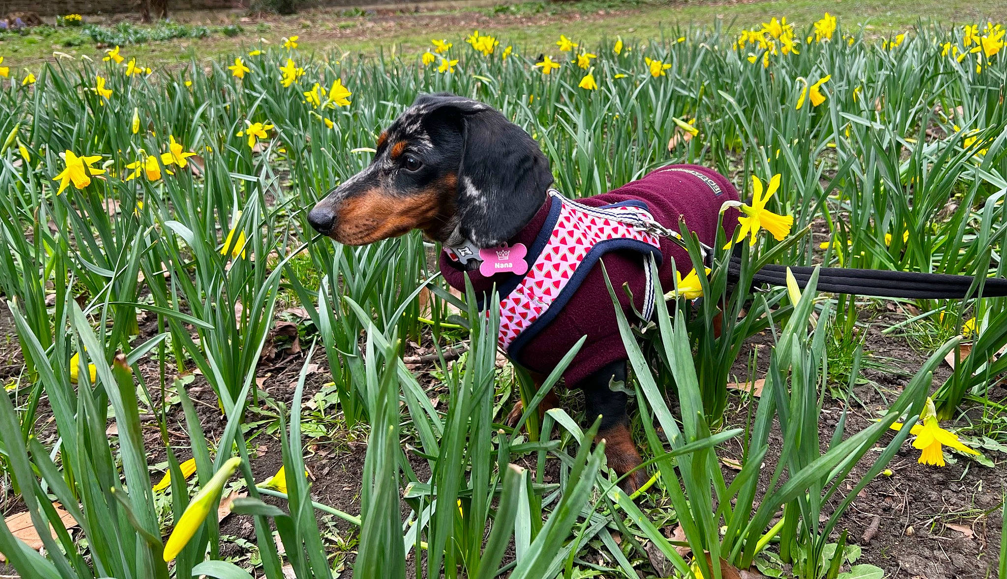 Nana joined the competition — help win amazing prizes! canidae, carnivore, companion_dog, dobermann, dog, dog_breed, dog_supply, flower, grass, grass_family, guard_dog, pattern, people_in_nature, plant, sporting_group, terrestrial_animal, terrestrial_plant, toy_dog, working_animal, working_dog