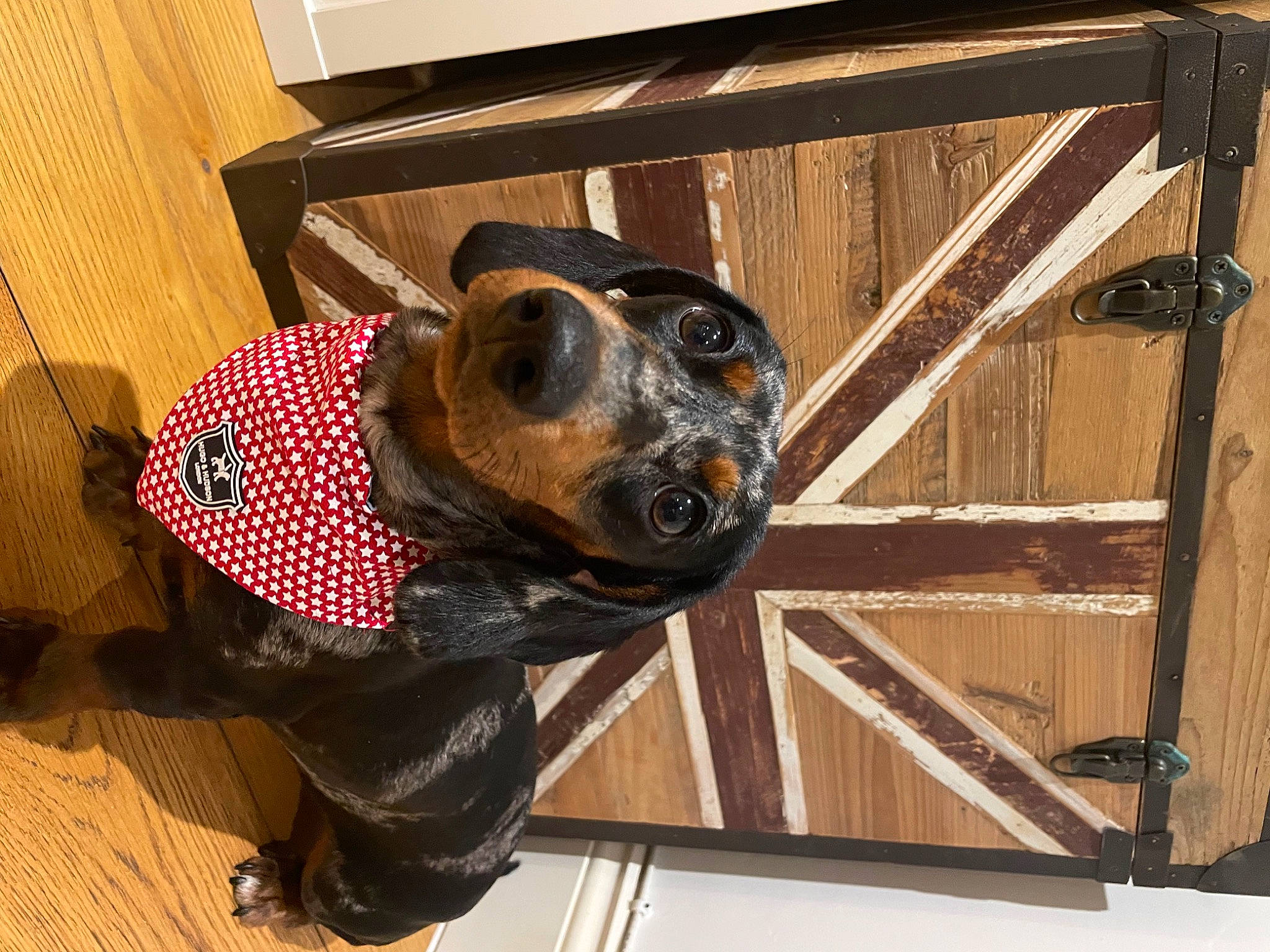 Nana is registered to the contest to win money with this photo: canidae, carnivore, collar, companion_dog, dog, dog_breed, dog_clothes, dog_collar, dog_supply, flooring, fur, guard_dog, hardwood, personal_protective_equipment, pet_supply, toy_dog, whiskers, window, wood, working_animal