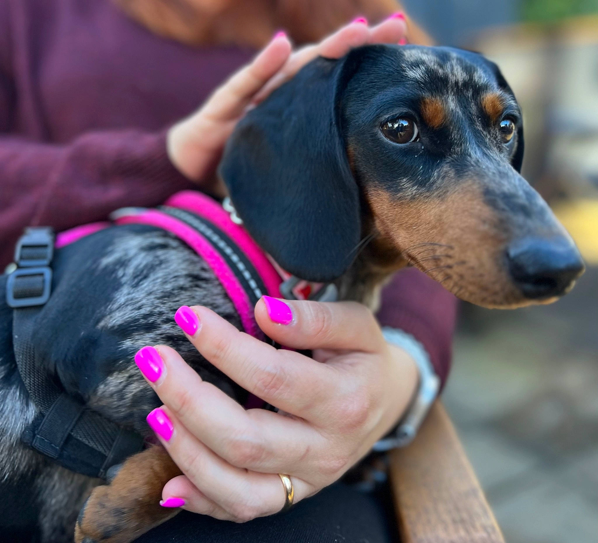 Nana joined the competition — help win amazing prizes! canidae, carnivore, collar, companion_dog, dog, dog_breed, ear, electric_blue, happy, hound, hunting_dog, magenta, metal, pet_supply, scent_hound, snout, sporting_group