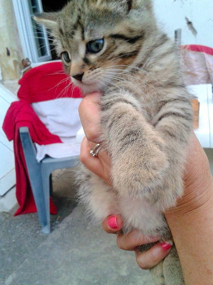 Romeo a rejoint le concours — aidez-le/la à gagner de superbes lots ! carnivore, cat, chair, claw, comfort, domestic_short_haired_cat, felidae, foot, fur, human_leg, paw, sitting, small_to_medium_sized_cats, snout, tail, terrestrial_animal, whiskers