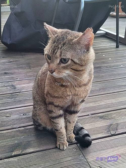 Romeo participe au concours pour gagner de l'argent avec cette photo : carnivore, cat, claw, domestic_short_haired_cat, eye, felidae, flooring, fur, grey, hardwood, paw, road_surface, sitting, small_to_medium_sized_cats, snout, tail, terrestrial_animal, tree, whiskers, wood