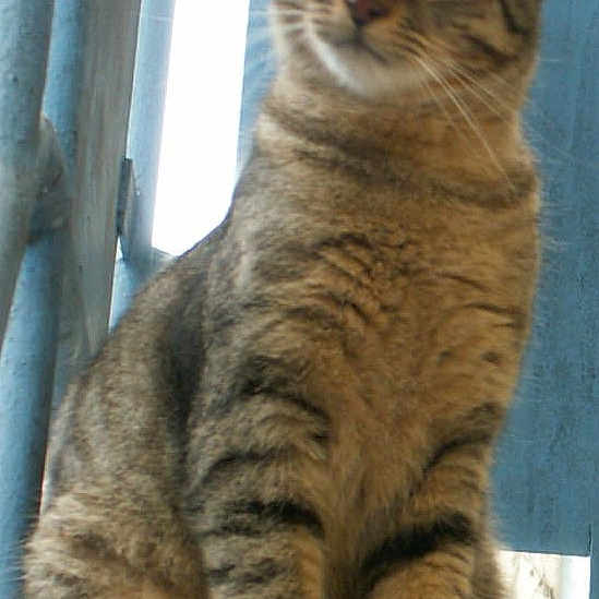Romeo