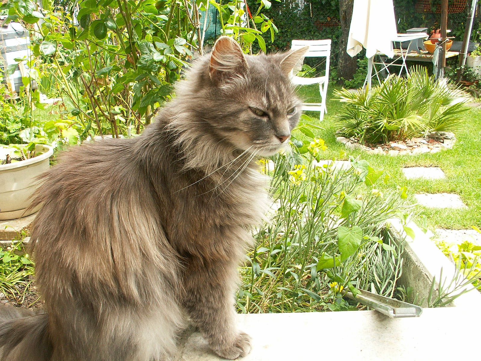 Perle a rejoint le concours — aidez-le/la à gagner de superbes lots ! annual_plant, british_longhair, carnivore, cat, domestic_short_haired_cat, fawn, felidae, flowerpot, fur, grass, groundcover, houseplant, maine_coon, plant, small_to_medium_sized_cats, snout, tail, terrestrial_animal, whiskers, window