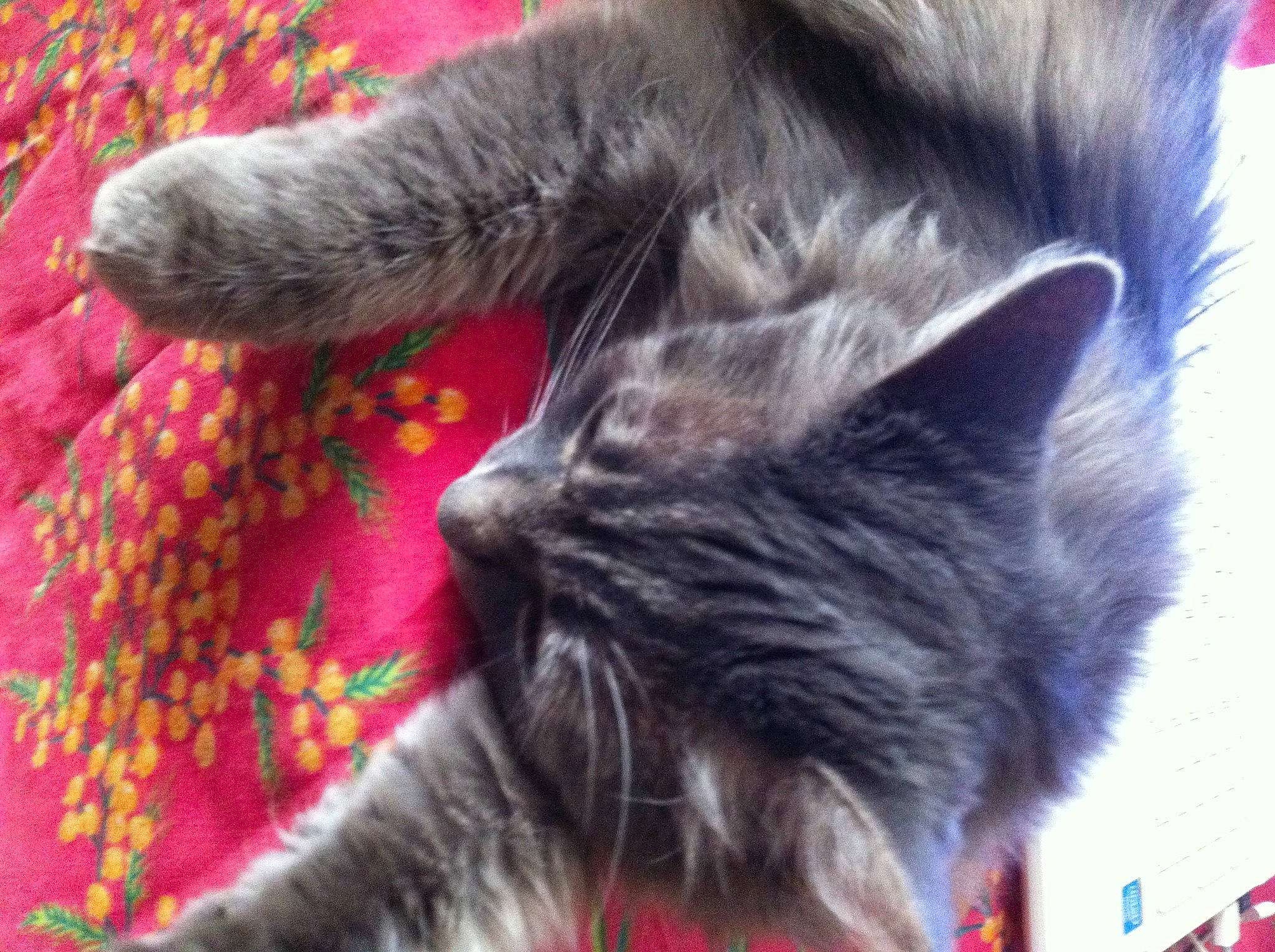 Perle participe au concours pour gagner de l'argent avec cette photo : black_cat, carnivore, cat, claw, close_up, comfort, dog_breed, domestic_short_haired_cat, ear, felidae, fur, grey, mammal, paw, small_to_medium_sized_cats, snout, tail, textile, vertebrate, whiskers