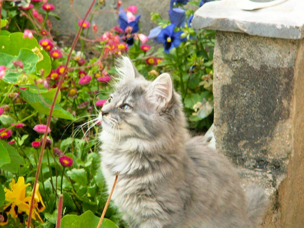 Perle a rejoint le concours — aidez-le/la à gagner de superbes lots ! annual_plant, carnivore, cat, fawn, felidae, flower, flowering_plant, fur, grass, groundcover, herbaceous_plant, petal, plant, shrub, small_to_medium_sized_cats, snout, summer, terrestrial_animal, vegetation, whiskers