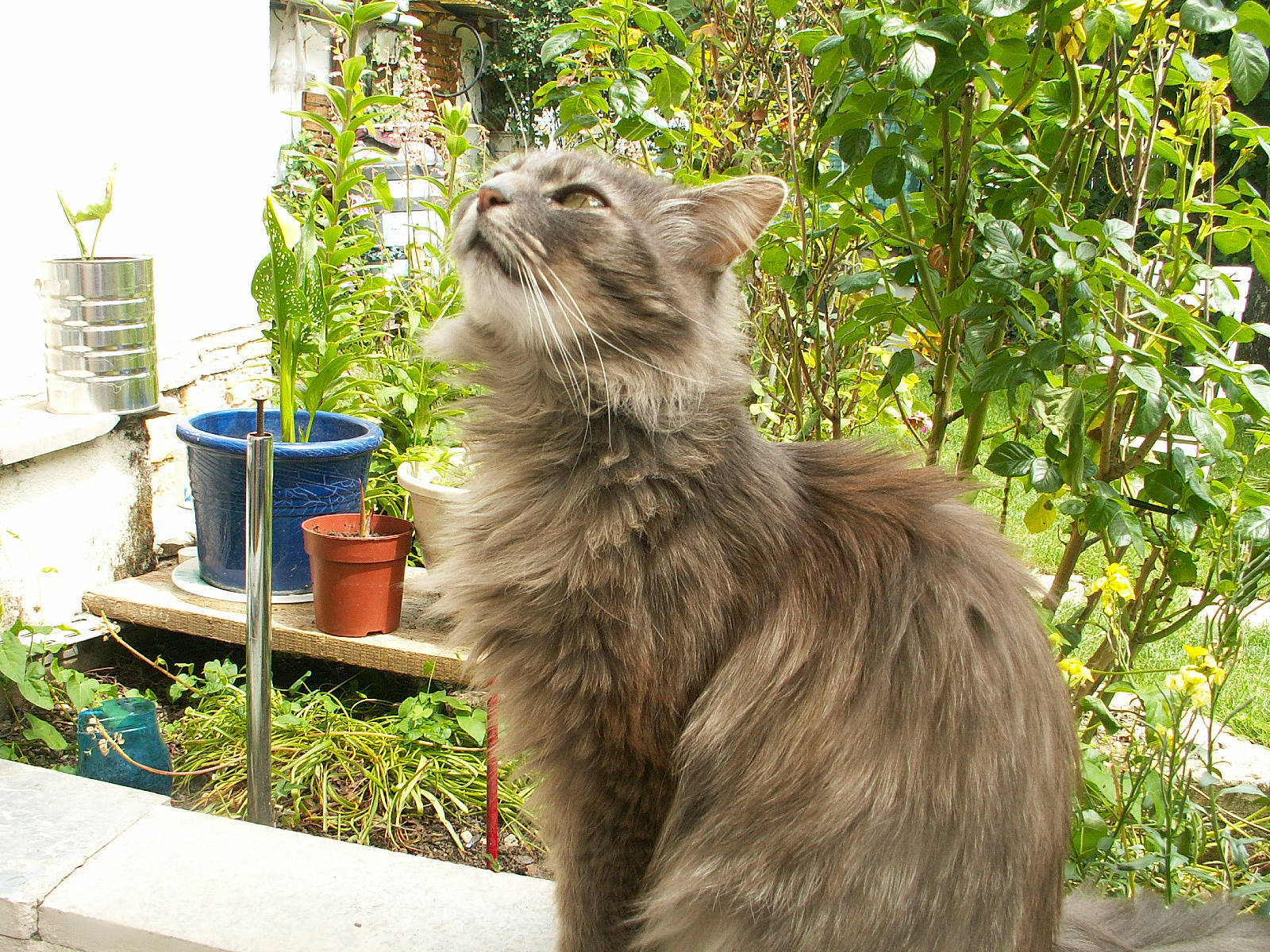 Perle participe au concours pour gagner de l'argent avec cette photo : british_longhair, carnivore, cat, fawn, felidae, flowerpot, fur, garden, grass, herb, houseplant, maine_coon, plant, shrub, small_to_medium_sized_cats, tail, terrestrial_animal, tree, whiskers