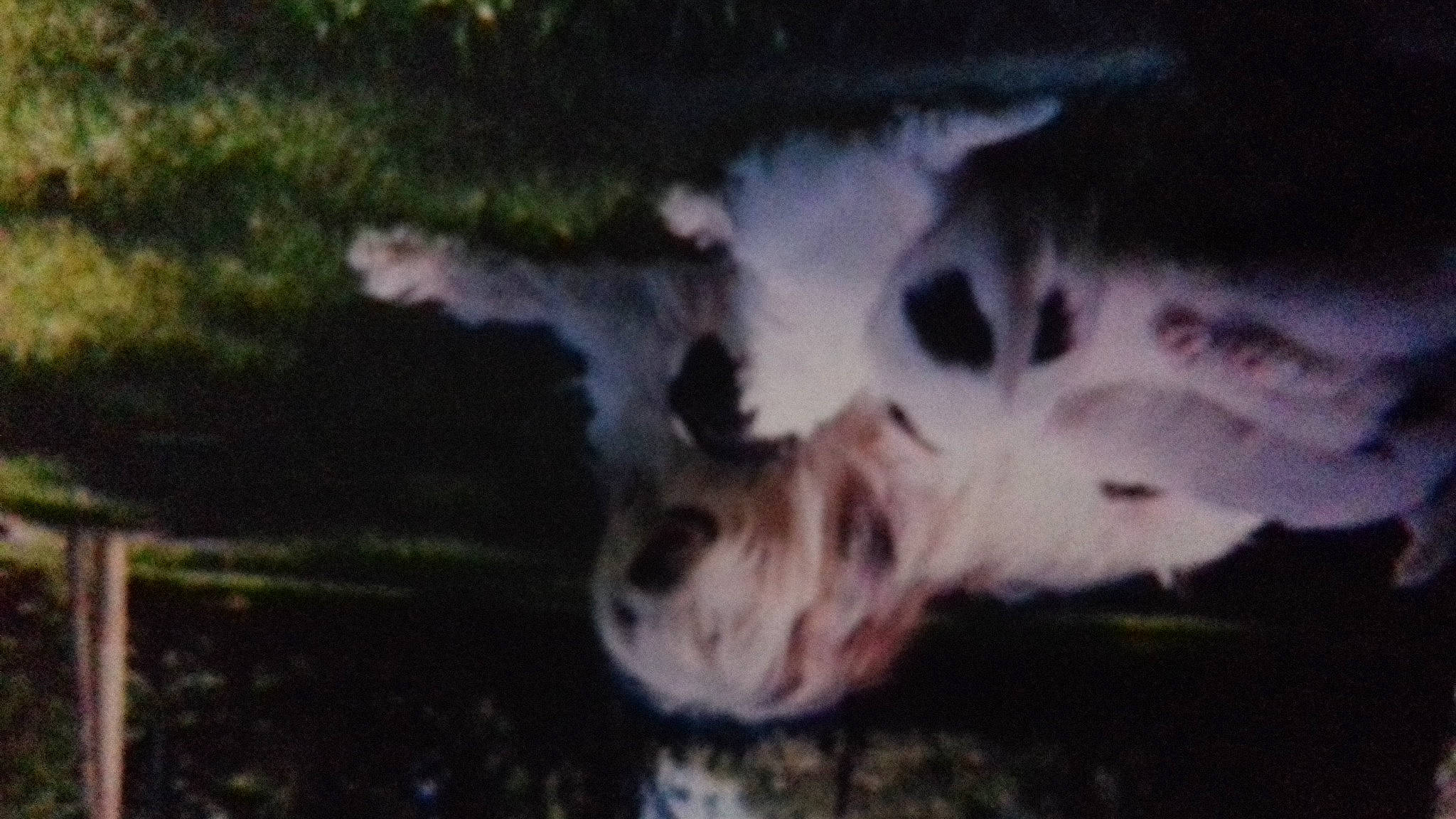 Chipie participe au concours pour gagner de l'argent avec cette photo : canidae, carnivore, cat, dog_breed, felidae, fur, grass, paw, reflection, small_to_medium_sized_cats, snout, sporting_group, tail, terrestrial_animal, whiskers, wildlife