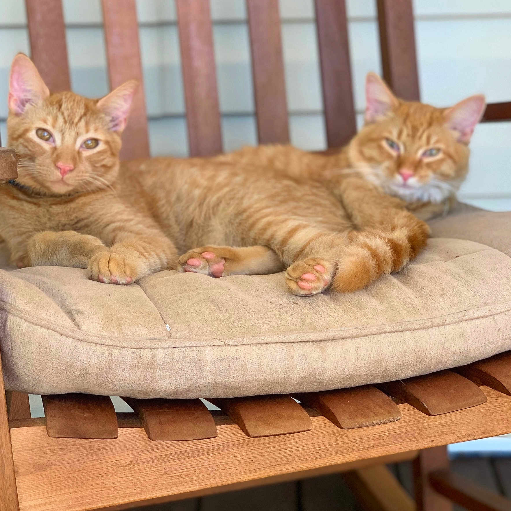 Jake And Jack joined the competition — help win amazing prizes! animal, cat, cozy, cushion, domestic_cat, ears, feline, fur, ginger_cat, indoor, paws, pets, pink_nose, relaxed, resting, striped, tabby, two_animals, whiskers, wooden_chair