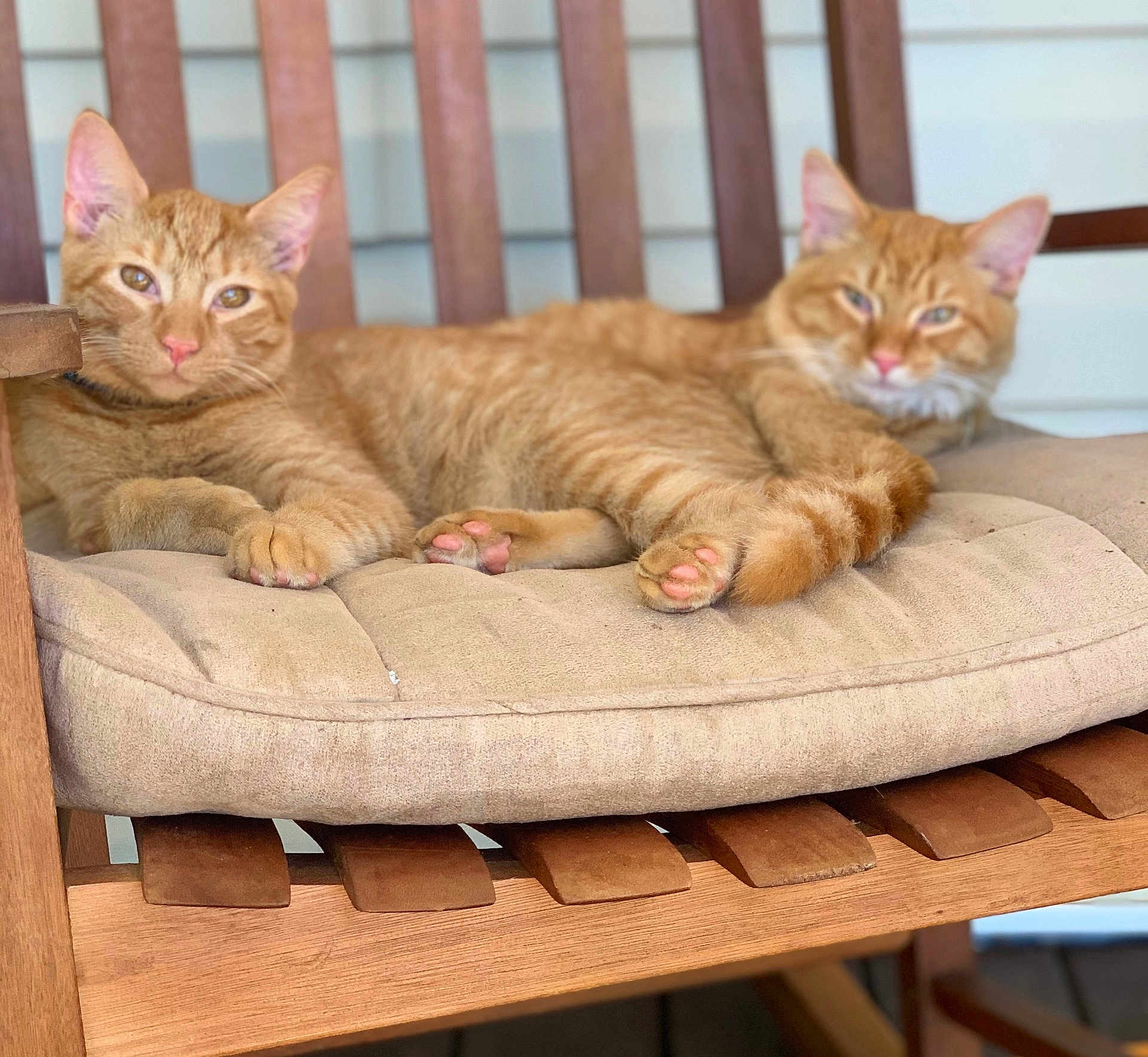 Jake And Jack joined the competition — help win amazing prizes! animal, cat, cozy, cushion, domestic_cat, ears, feline, fur, ginger_cat, indoor, paws, pets, pink_nose, relaxed, resting, striped, tabby, two_animals, whiskers, wooden_chair