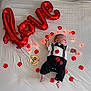 baby, infant, tuxedo_onesie, red_balloons, love, rose_petals, fairy_lights, white_sheet, milestone_marker, 1_month, cute, portrait, celebration, lying_down, newborn, baby_clothes, decor, holiday, lighting, baby_boy