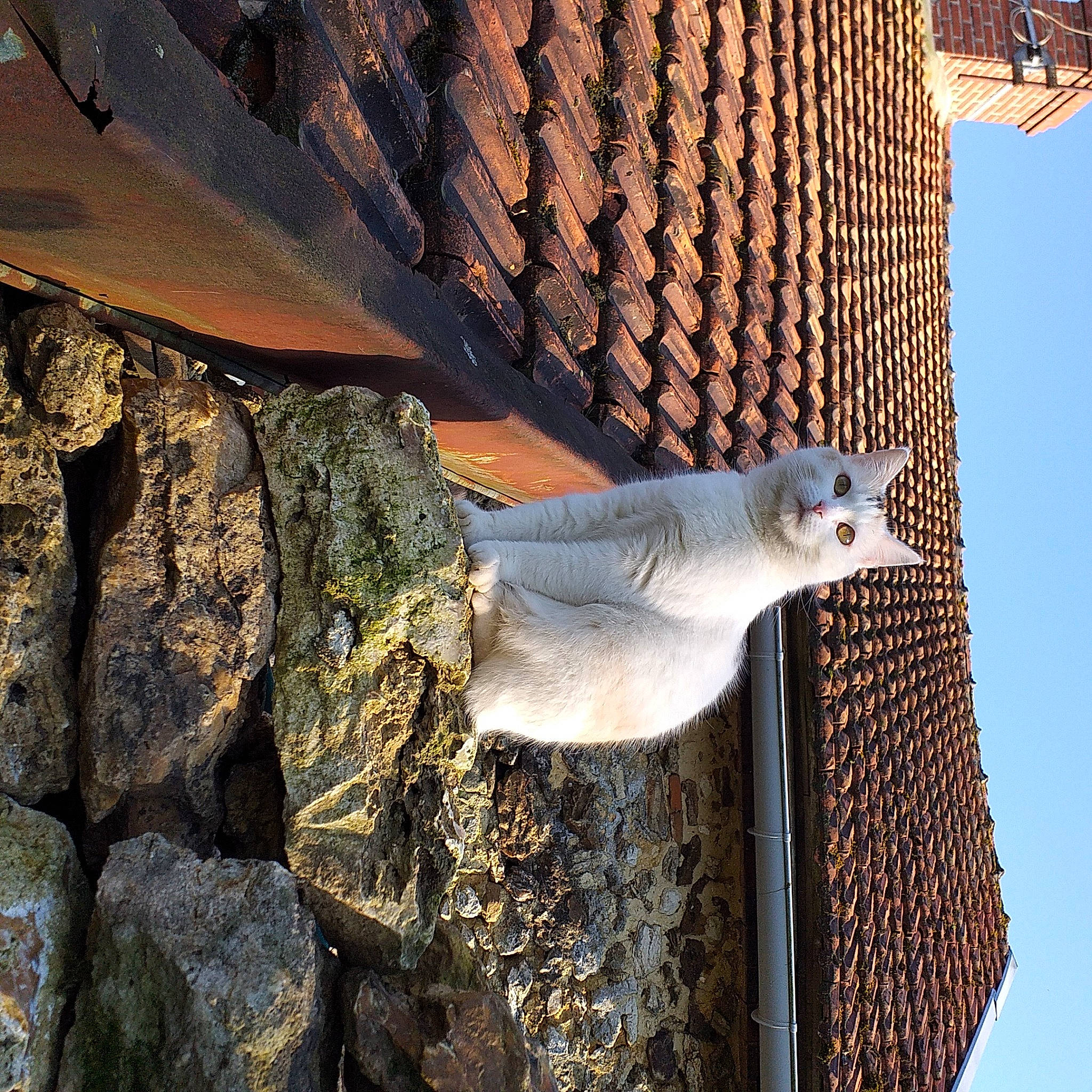 Naya a rejoint le concours — aidez-le/la à gagner de superbes lots ! roof, tail, wildlife, wood