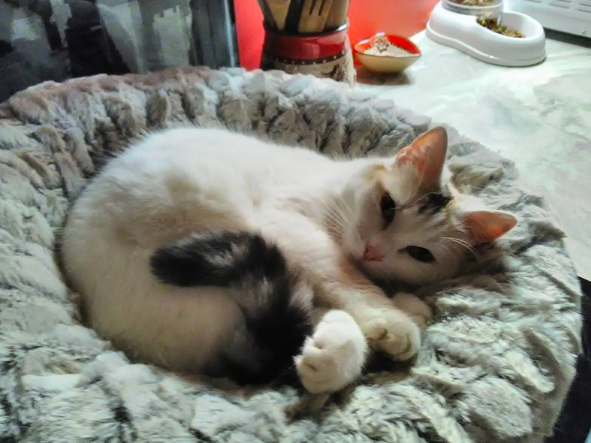 Naya a rejoint le concours — aidez-le/la à gagner de superbes lots ! asian, balinese, birman, carnivore, cat, cat_bed, claw, colorpoint_shorthair, fawn, felidae, kitten, mammal, nap, paw, sleep, small_to_medium_sized_cats, snout, thai, tonkinese, whiskers