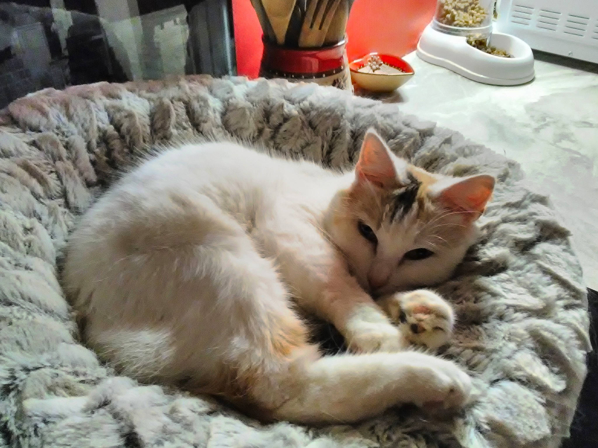 Naya a rejoint le concours — aidez-le/la à gagner de superbes lots ! aegean_cat, arabian_mau, asian, burmilla, carnivore, cat, colorpoint_shorthair, domestic_short_haired_cat, european_shorthair, felidae, fur, kitten, mammal, nap, ojos_azules, paw, small_to_medium_sized_cats, turkish_angora, turkish_van, whiskers