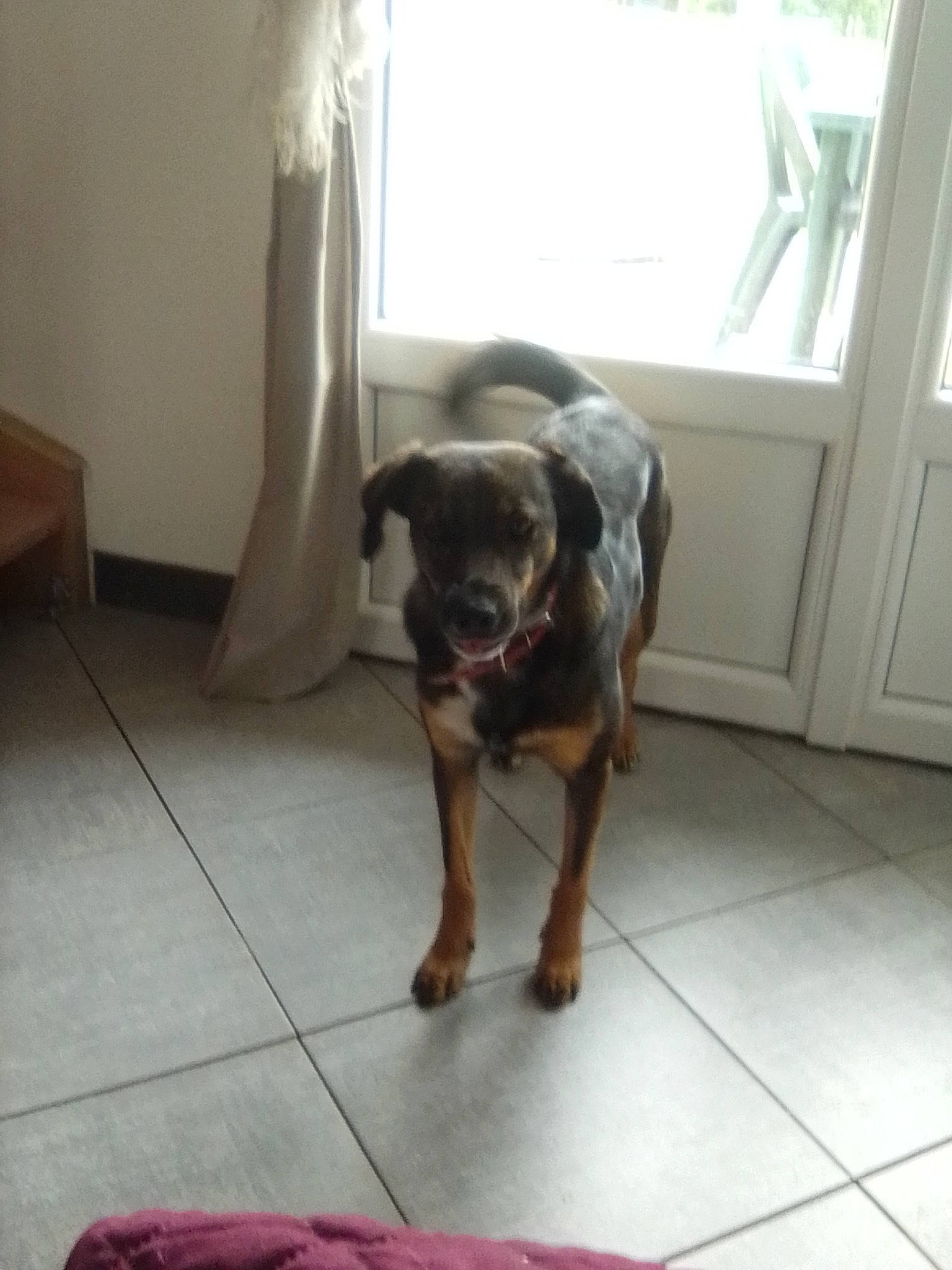 Pipa participe au concours pour gagner de l'argent avec cette photo : canidae, carlin_pinscher, carnivore, dog, dog_breed, fawn, guard_dog, mammal, puppy, rottweiler, sporting_group, tail, vertebrate