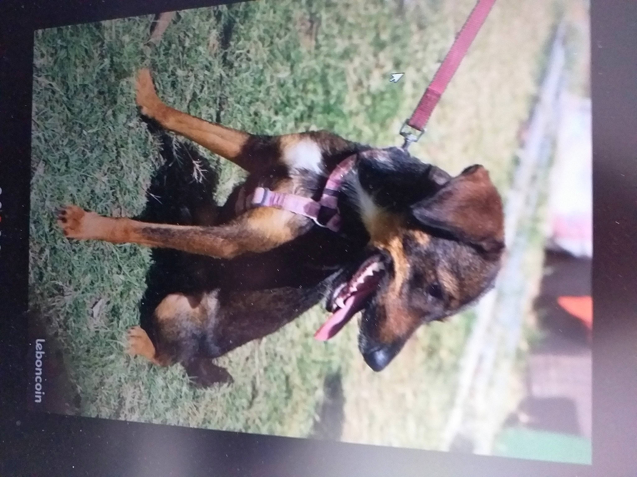 Pipa a rejoint le concours — aidez-le/la à gagner de superbes lots ! belgian_shepherd_malinois, canidae, carnivore, dog, dog_breed, ear, fawn, german_shepherd_dog, king_shepherd, mammal, miniature_pinscher, sporting_group, working_dog