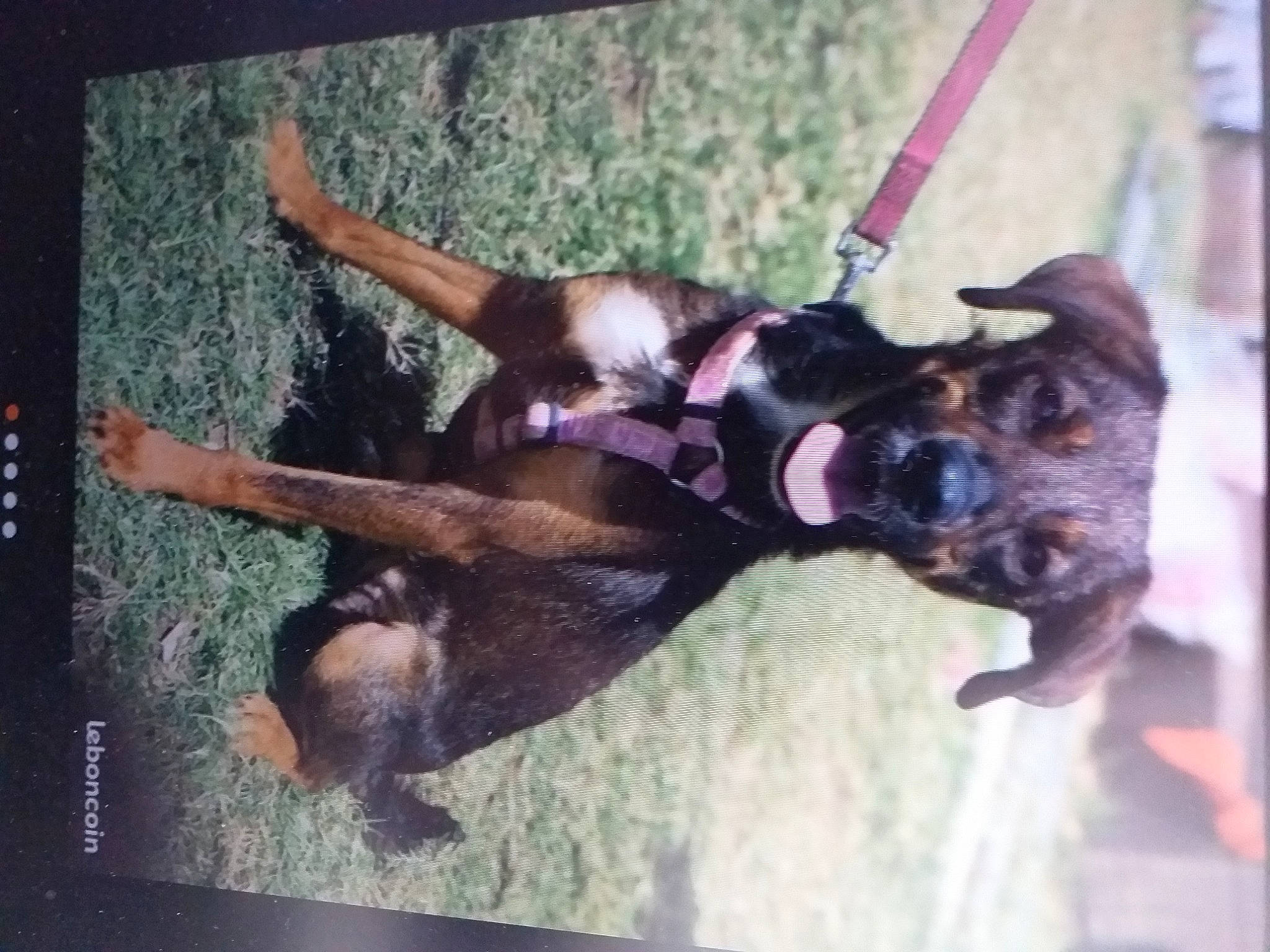 Pipa a rejoint le concours — aidez-le/la à gagner de superbes lots ! adventure, boxer, canidae, carnivore, dog, dog_breed, fawn, non_sporting_group