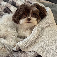 Harley is registered to the contest to win money with this photo: dog, pet, fluffy, blanket, cozy, indoors, fur, cute, brown, white, small_dog, resting, texture, soft, comfort, looking, animal, closeup, bed, relaxed