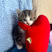 Pitch participe au concours pour gagner de l'argent avec cette photo : kitten, cat, blue_eyes, plush_toy, red, blanket, cushion, indoor, cute, pet, small, fur, animal, tabby, white_paws, soft, cozy, young, playful, resting